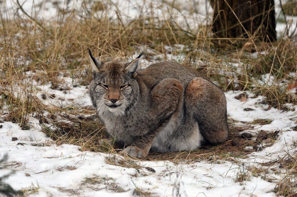 découvrez le monde fascinant du lynx, un prédateur légendaire des forêts, son habitat naturel, ses techniques de chasse et son rôle crucial dans l'équilibre de l'écosystème.