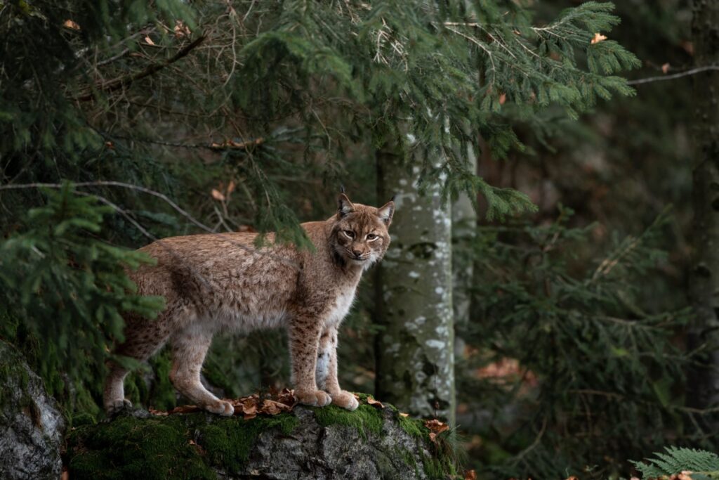 découvrez le lynx, ce prédateur mystérieux des forêts européennes, emblématiques par son agilité, son pelage tacheté et ses grandes oreilles. plongez dans l'univers fascinant de cet animal insaisissable et explorez son habitat, son comportement unique et son rôle essentiel dans l'écosystème.