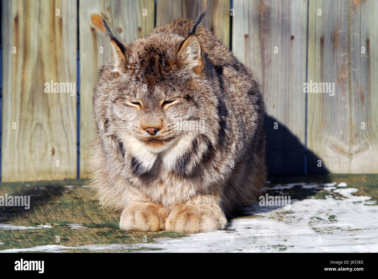 découvrez le lynx, un prédateur fascinant au rôle essentiel dans l'écosystème. apprenez-en davantage sur ses caractéristiques, son habitat et son mode de vie.