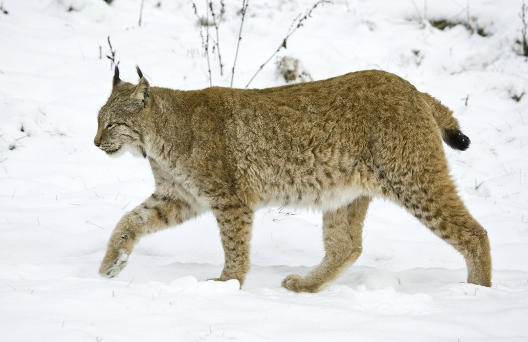 découvrez le lynx, un prédateur fascinant de la faune sauvage. explorez ses caractéristiques, son habitat et son rôle essentiel dans l'écosystème. apprenez comment cet animal emblématique s'adapte à son environnement et les enjeux de sa conservation.