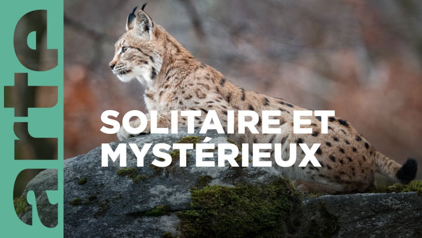 découvrez le lynx, ce prédateur mystérieux qui arpente les forêts avec agilité et discrétion. plongez dans son univers fascinant et apprenez-en plus sur ses habitudes, son habitat et son rôle crucial dans l'écosystème.