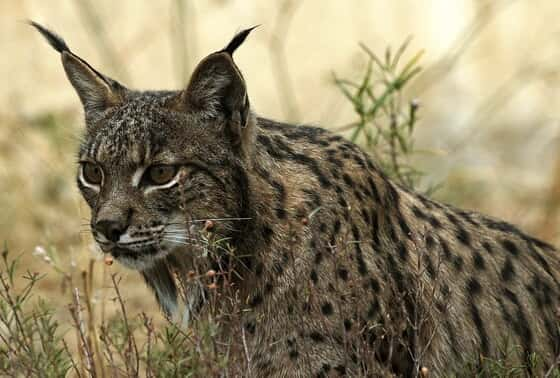 découvrez le lynx, ce prédateur mystérieux qui hante les forêts. explorez ses comportements, son habitat et son rôle écologiques fascinants, ainsi que les mythes qui l'entourent.