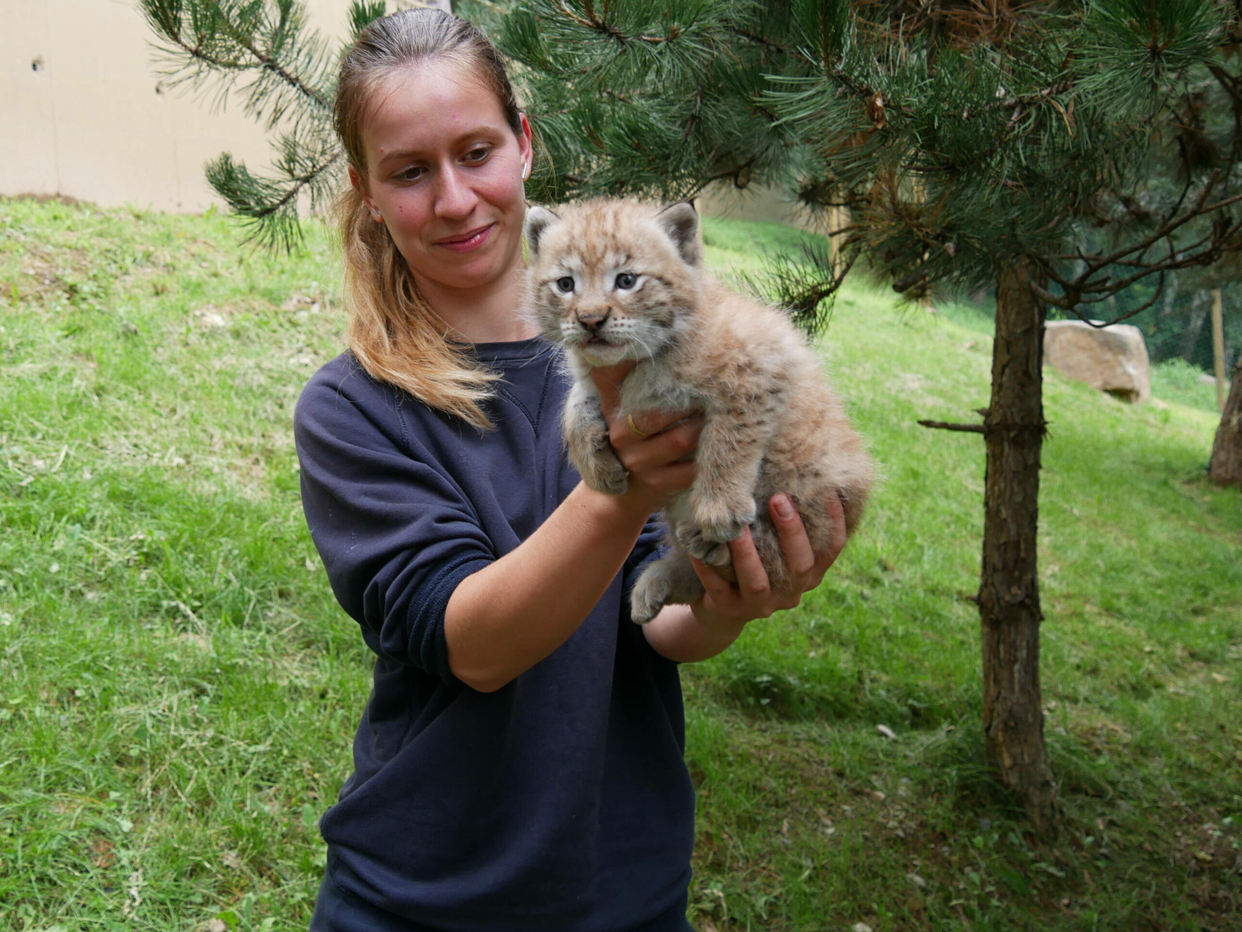 découvrez le lynx, ce prédateur mystérieux aux yeux perçants et à la silhouette élusive. plongez dans son habitat naturel et explorez ses comportements fascinants qui font de lui l'un des chasseurs les plus énigmatiques de la faune sauvage.