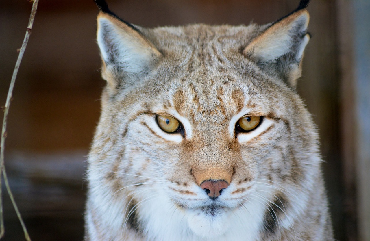 découvrez le lynx, un prédateur fascinant qui règne sur les forêts. explorez ses caractéristiques, son habitat et son rôle essentiel dans l'écosystème.